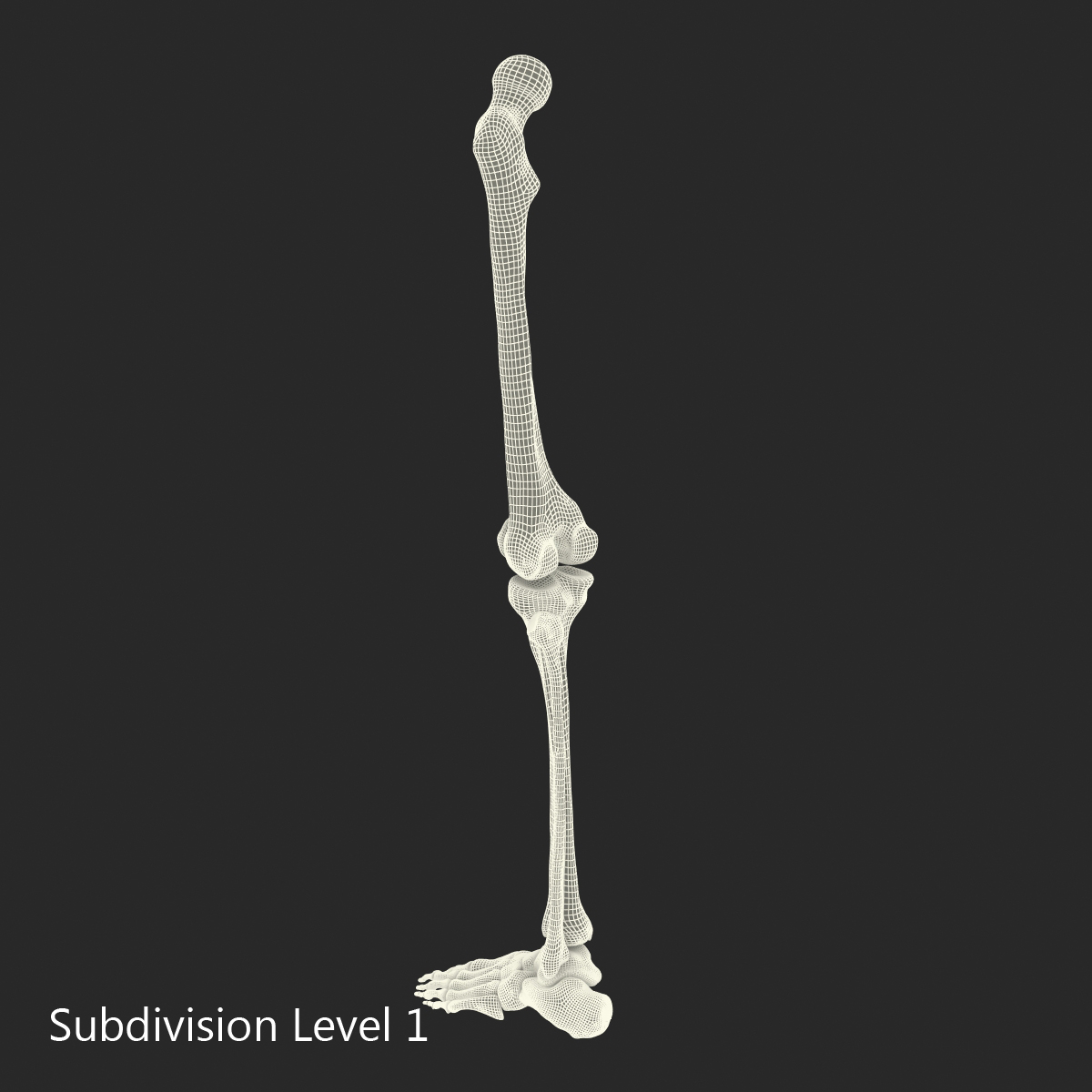 3D model Human Leg Bones