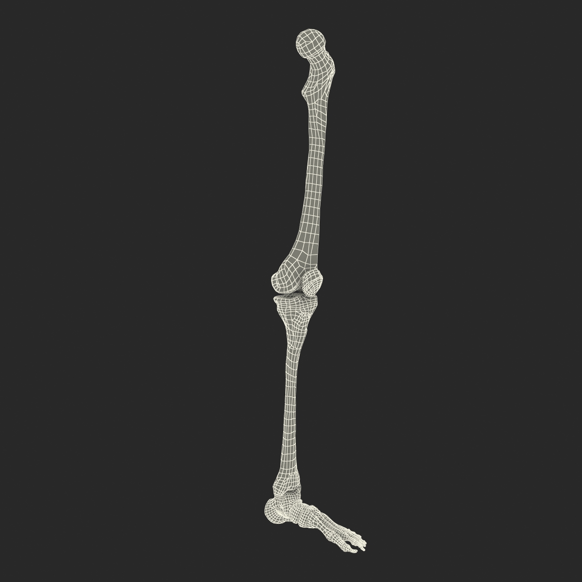 3D model Human Leg Bones