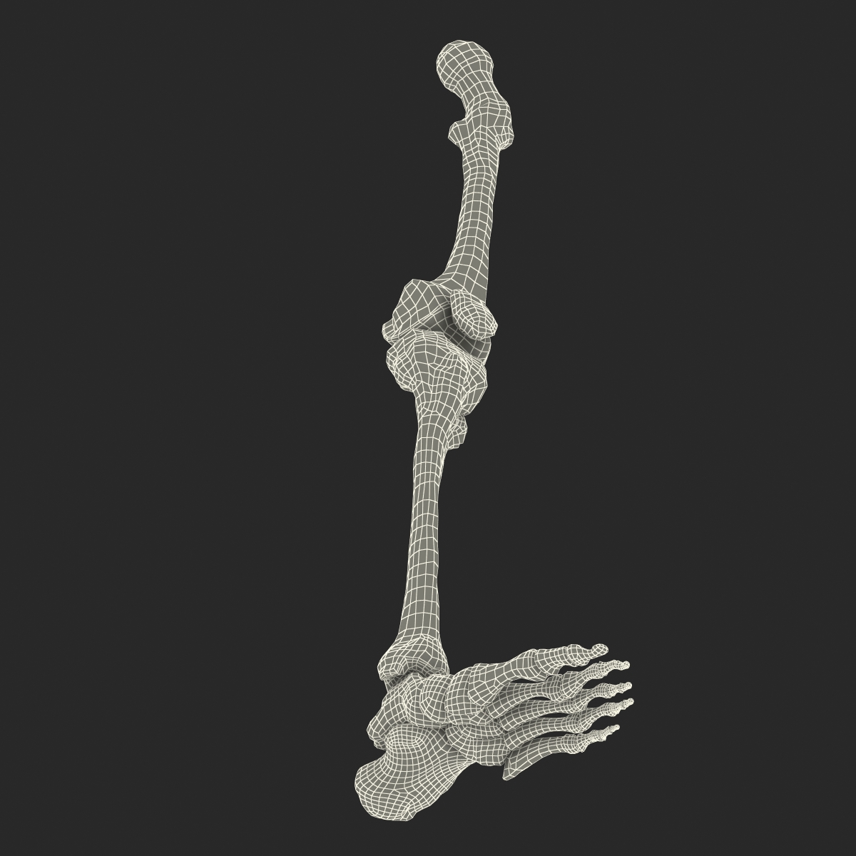 3D model Human Leg Bones