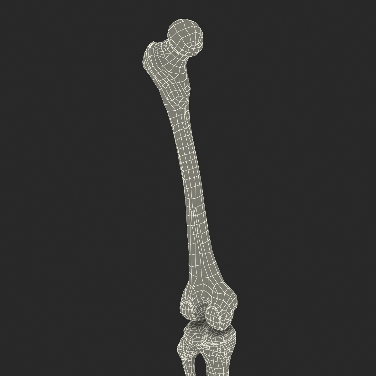 3D model Human Leg Bones