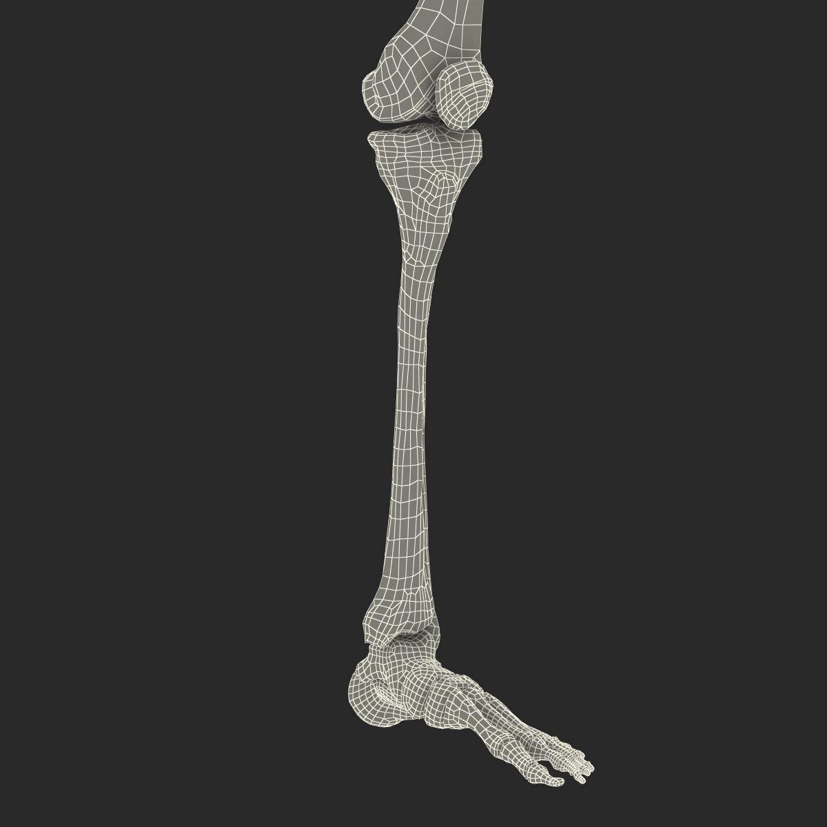 3D model Human Leg Bones