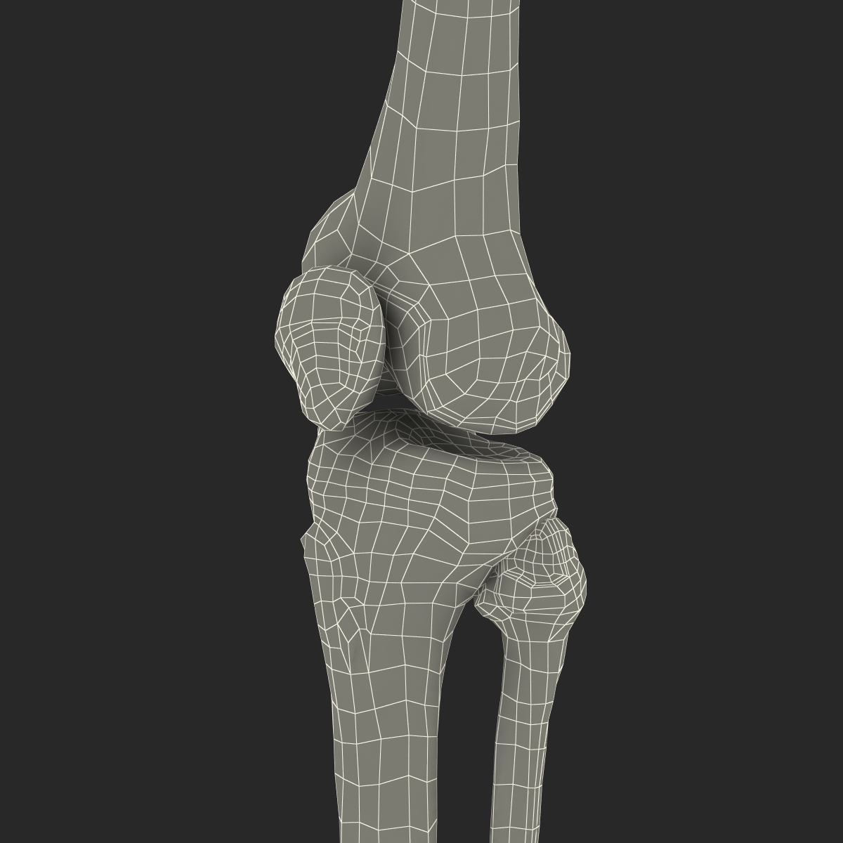 3D model Human Leg Bones