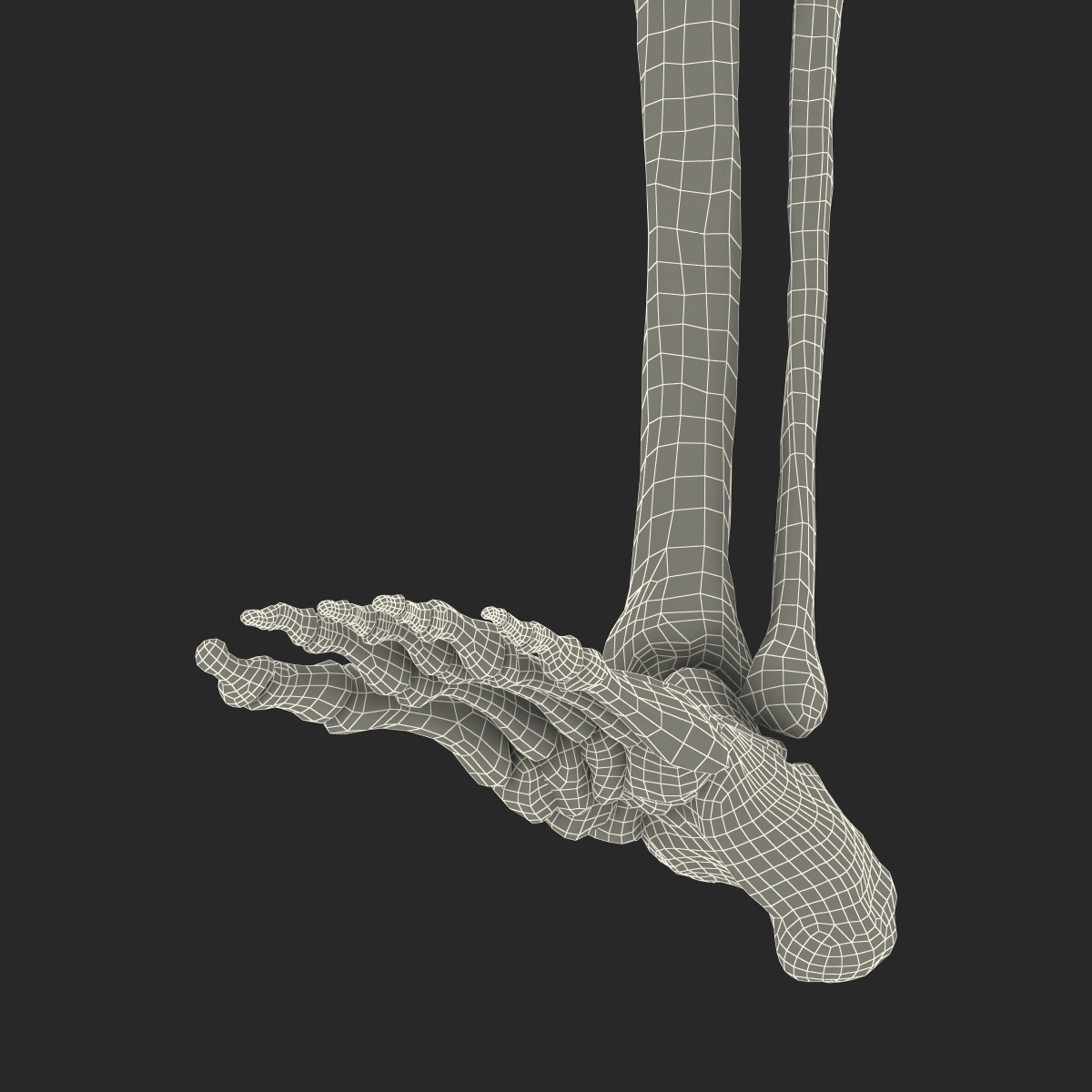 3D model Human Leg Bones