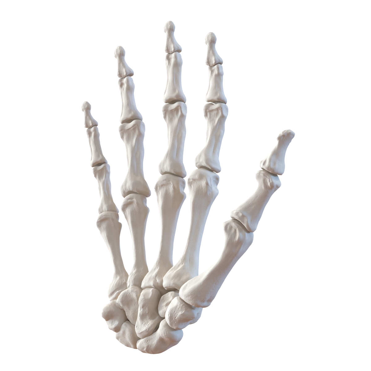 3D Human Hand Bones