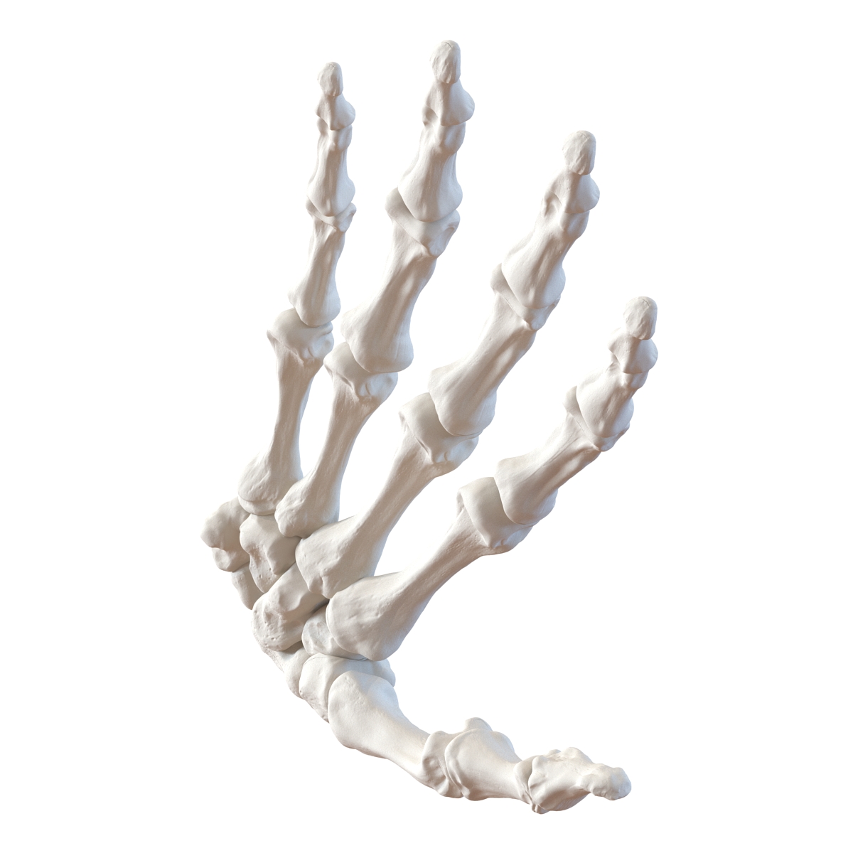 3D Human Hand Bones