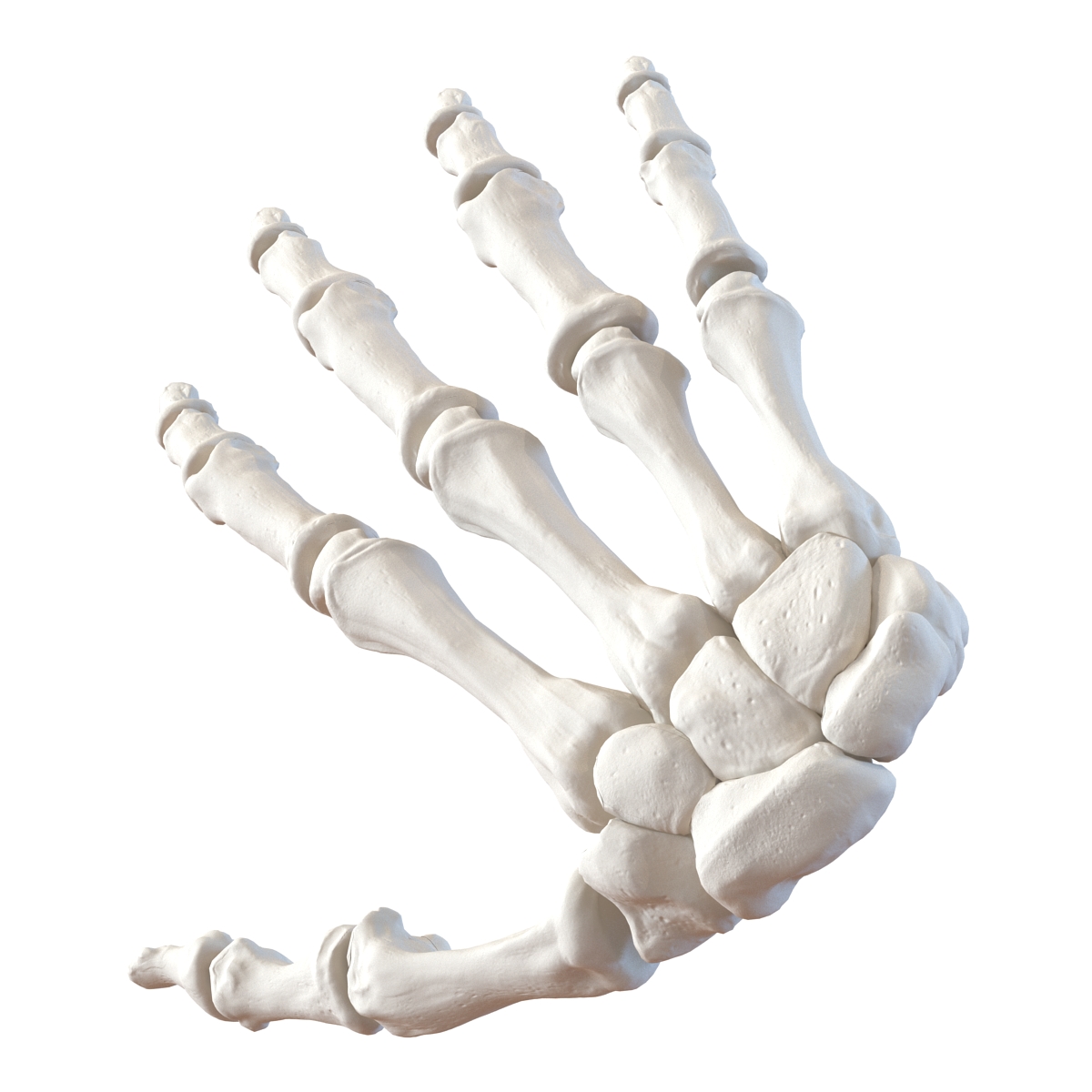 3D Human Hand Bones