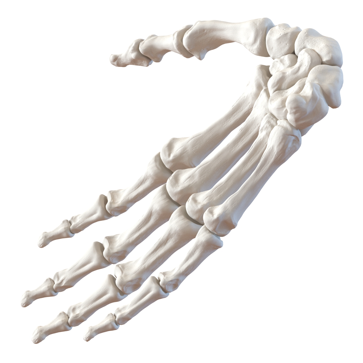 3D Human Hand Bones