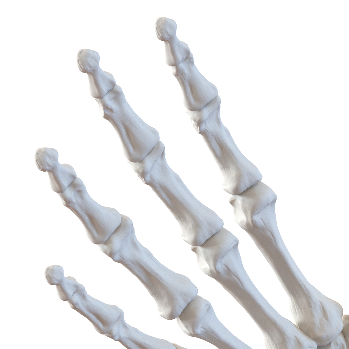 3D Human Hand Bones