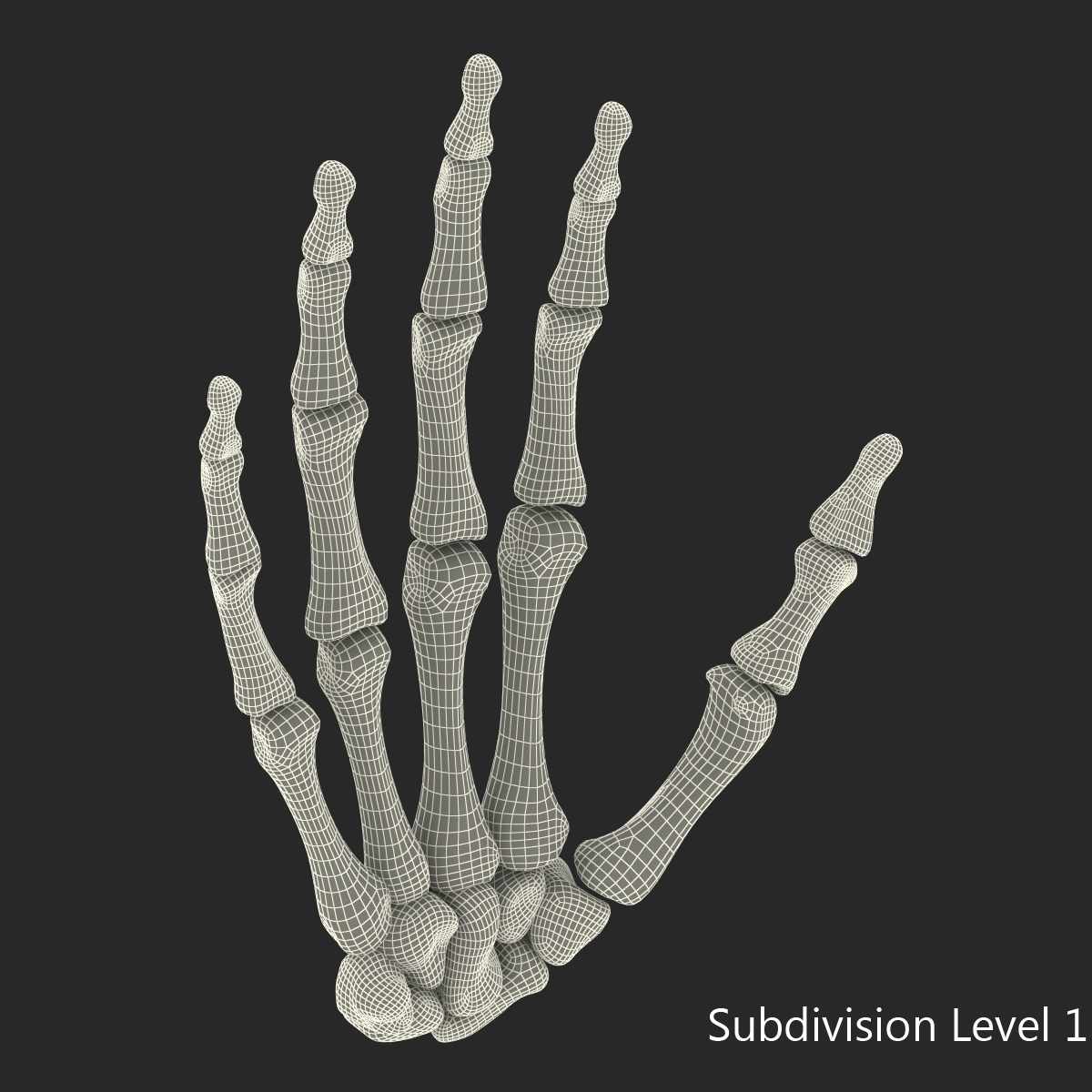 3D Human Hand Bones