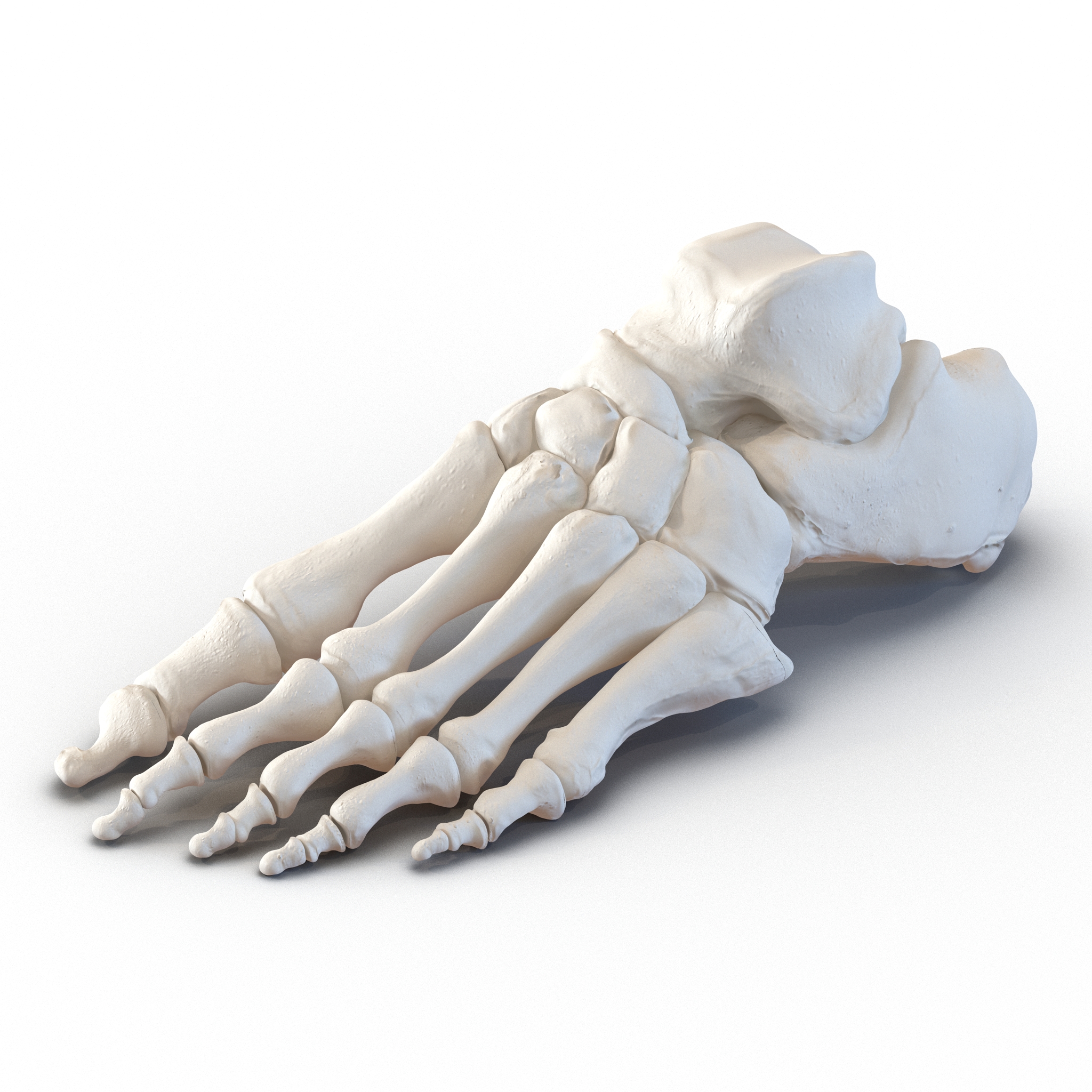 3D Human Foot Bones