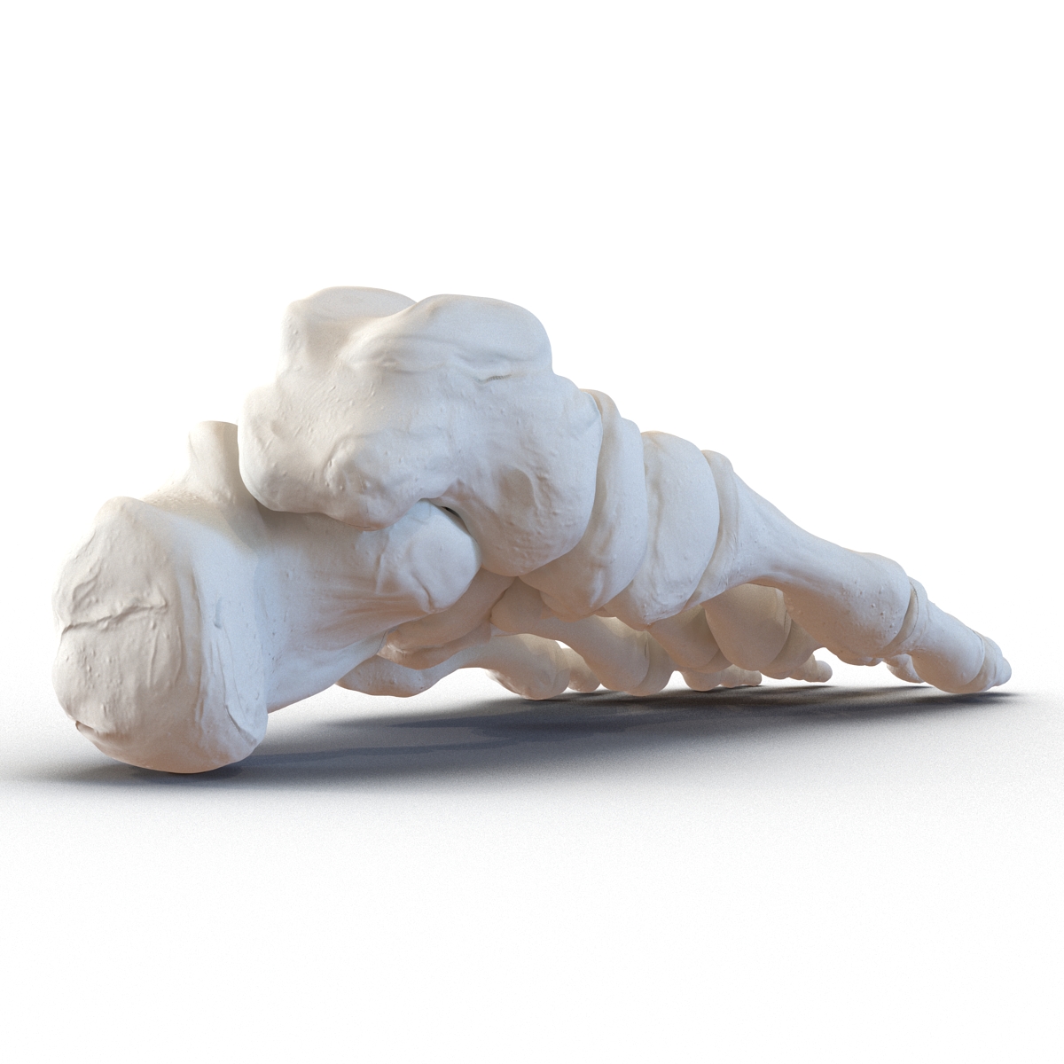 3D Human Foot Bones