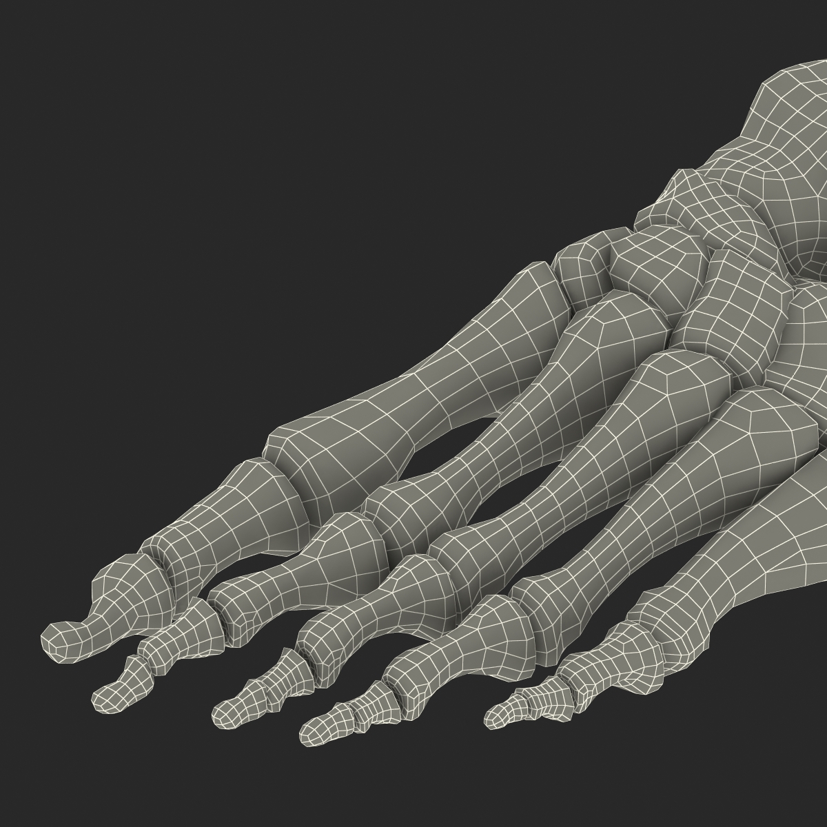 3D Human Foot Bones