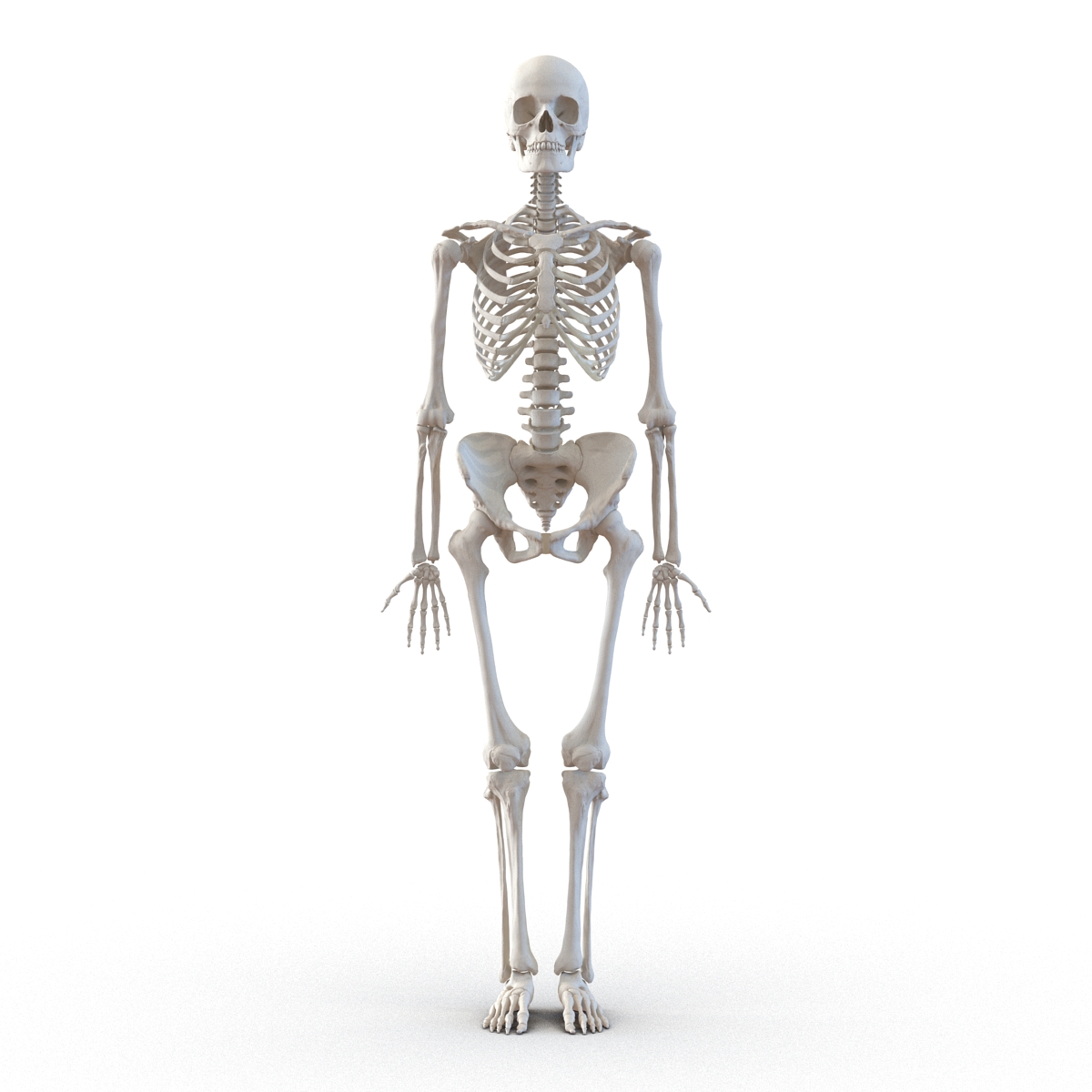 3D Human Female Skeleton Rigged model