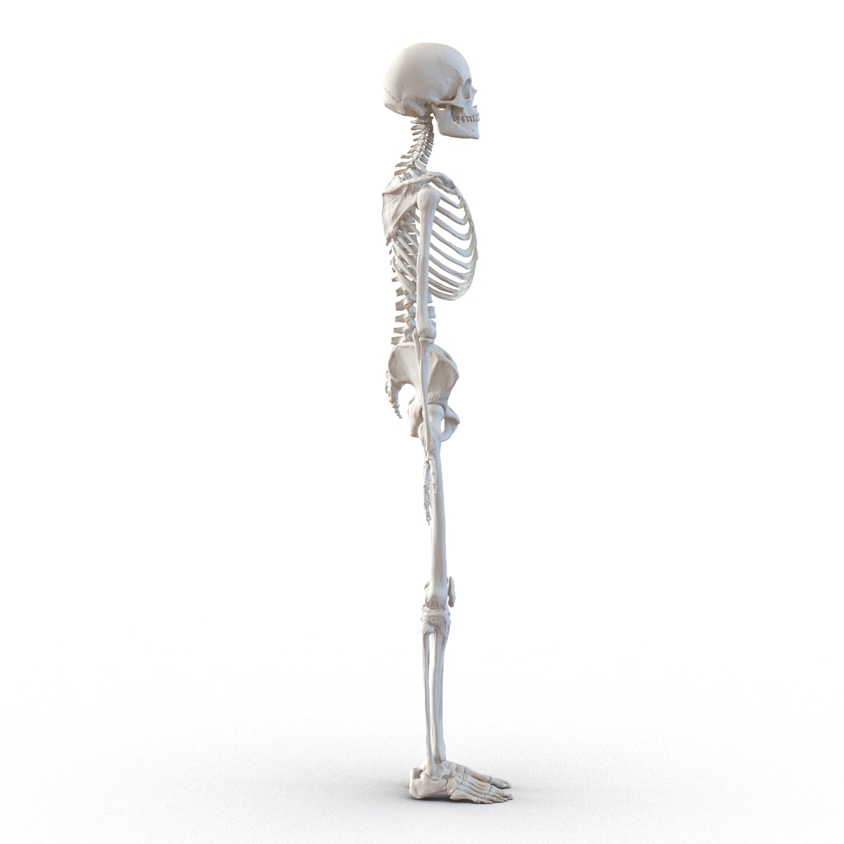 3D Human Female Skeleton Rigged model