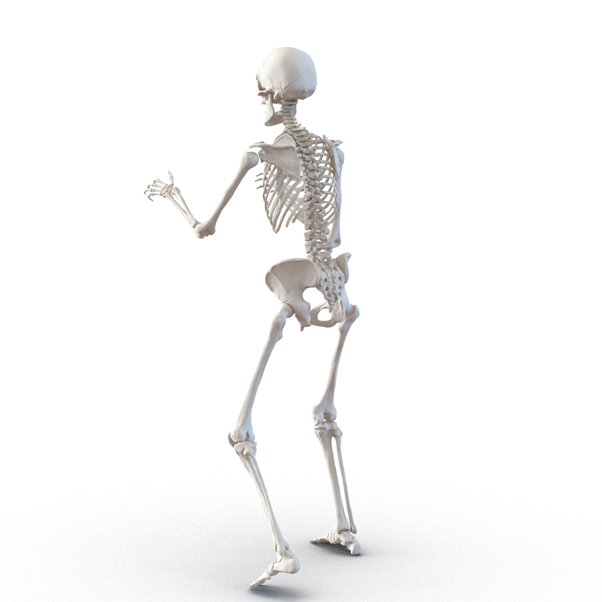 3D Human Female Skeleton Rigged model