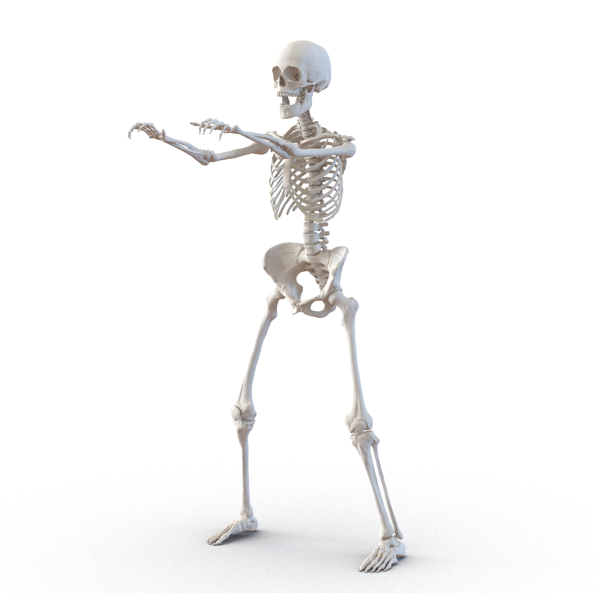 3D Human Female Skeleton Rigged model