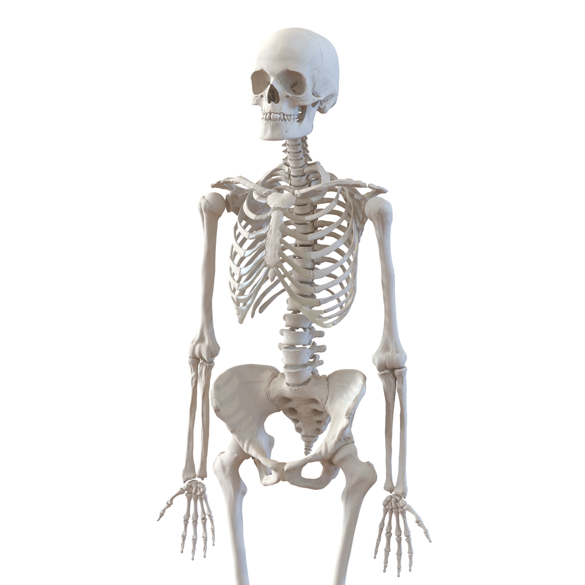 3D Human Female Skeleton Rigged model