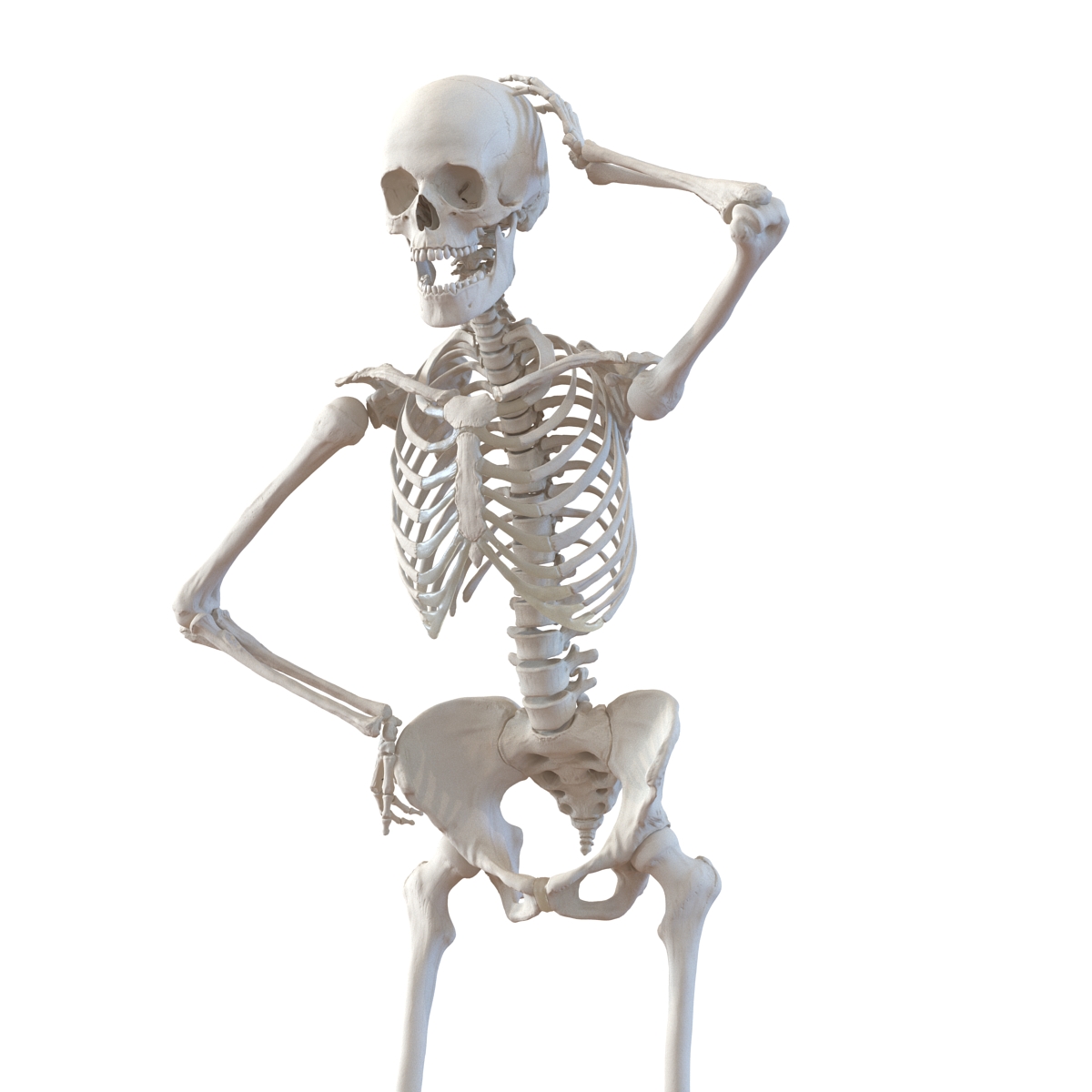 3D Human Female Skeleton Rigged model