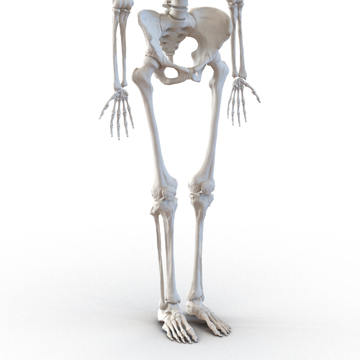 3D Human Female Skeleton Rigged model