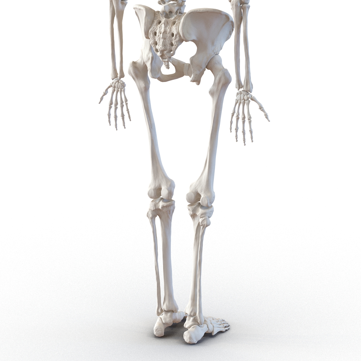 3D Human Female Skeleton Rigged model