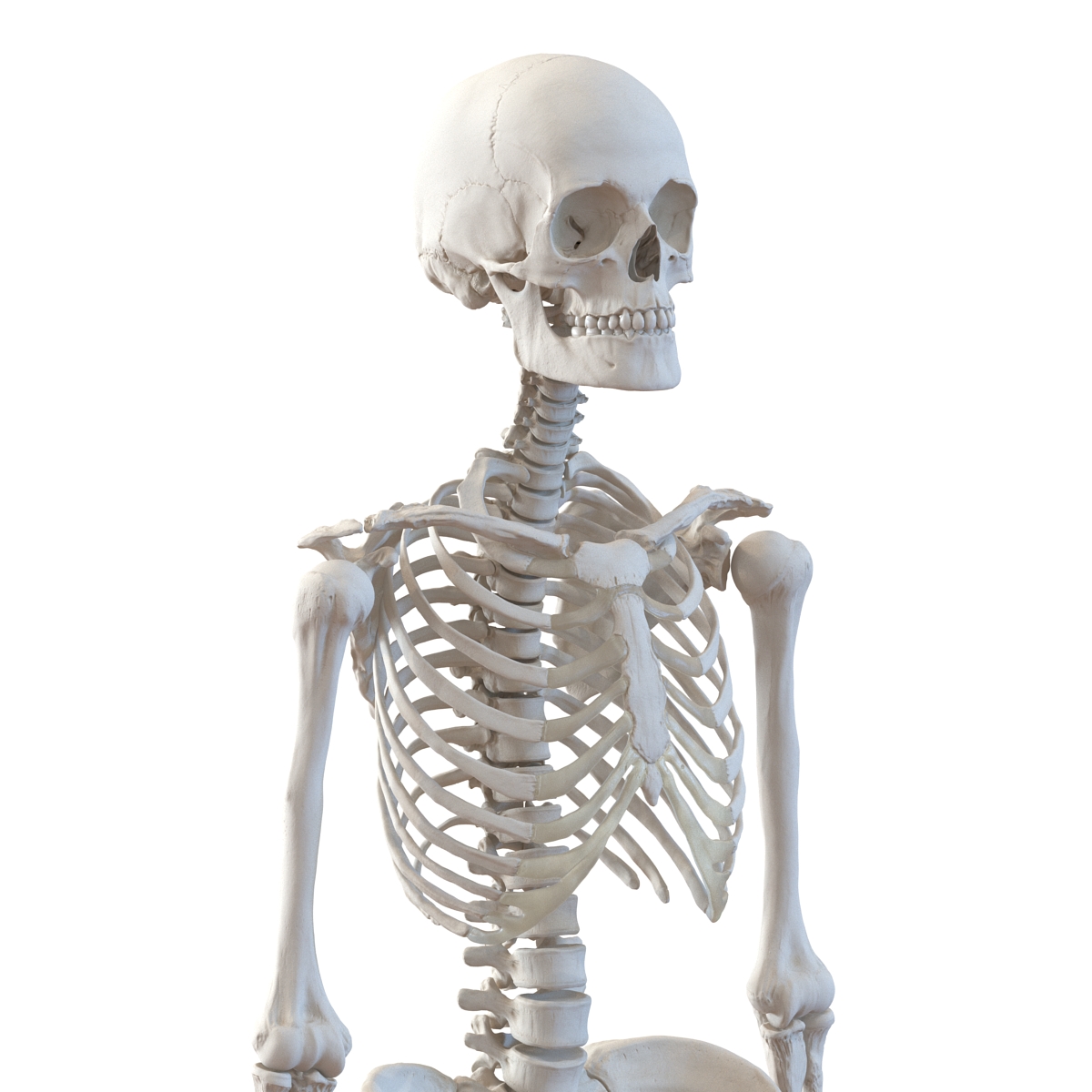 3D Human Female Skeleton Rigged model