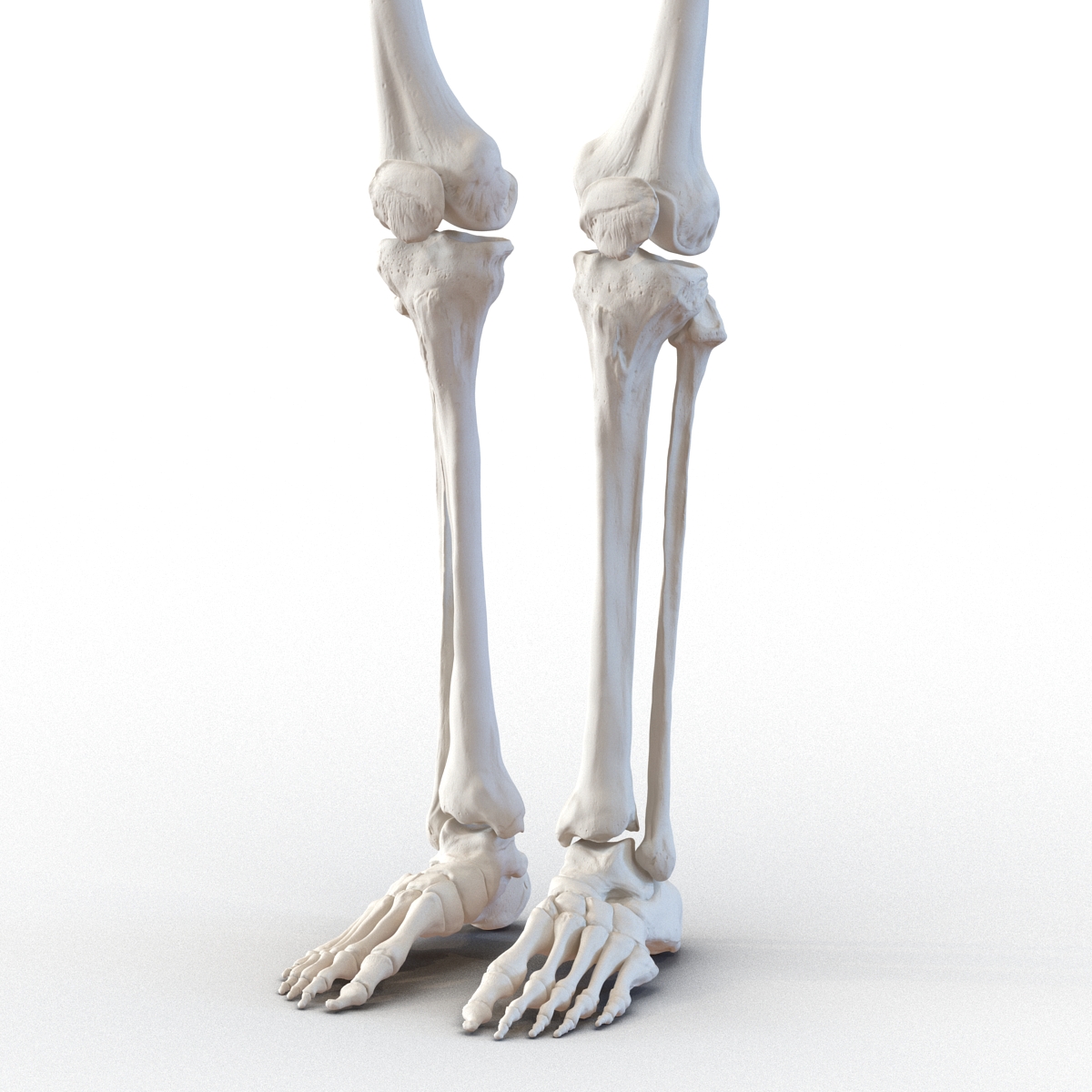 3D Human Female Skeleton Rigged model