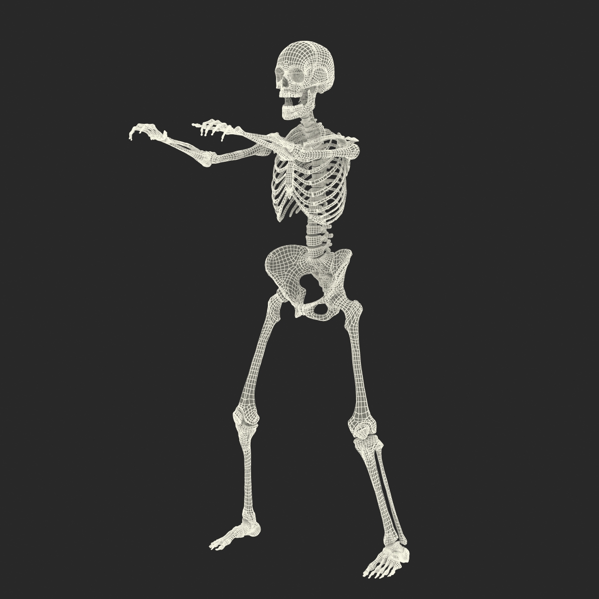 3D Human Female Skeleton Rigged model