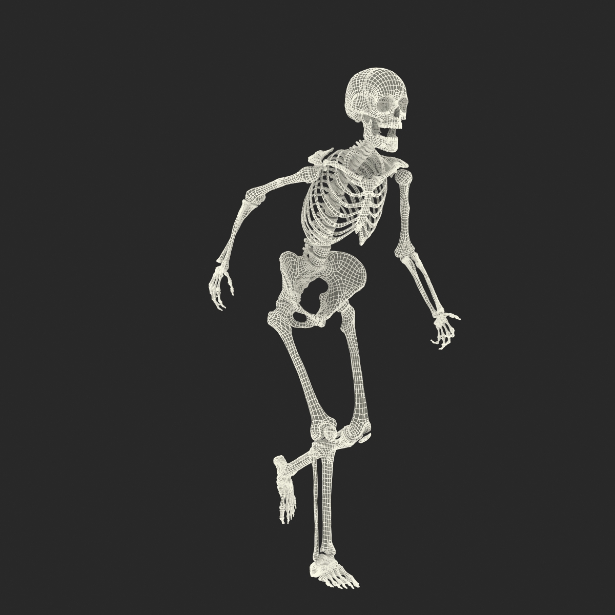 3D Human Female Skeleton Rigged model