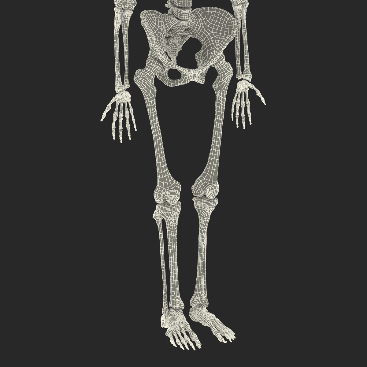 3D Human Female Skeleton Rigged model