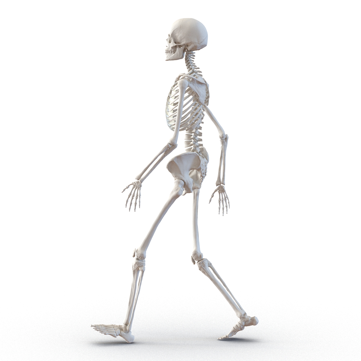 3D Human Female Skeleton Pose 3 model