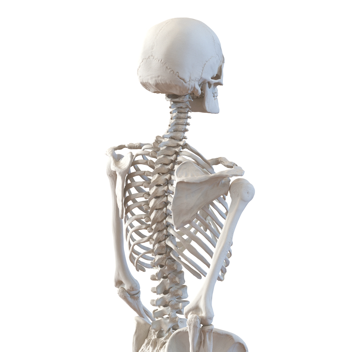 3D Human Female Skeleton Pose 3 model