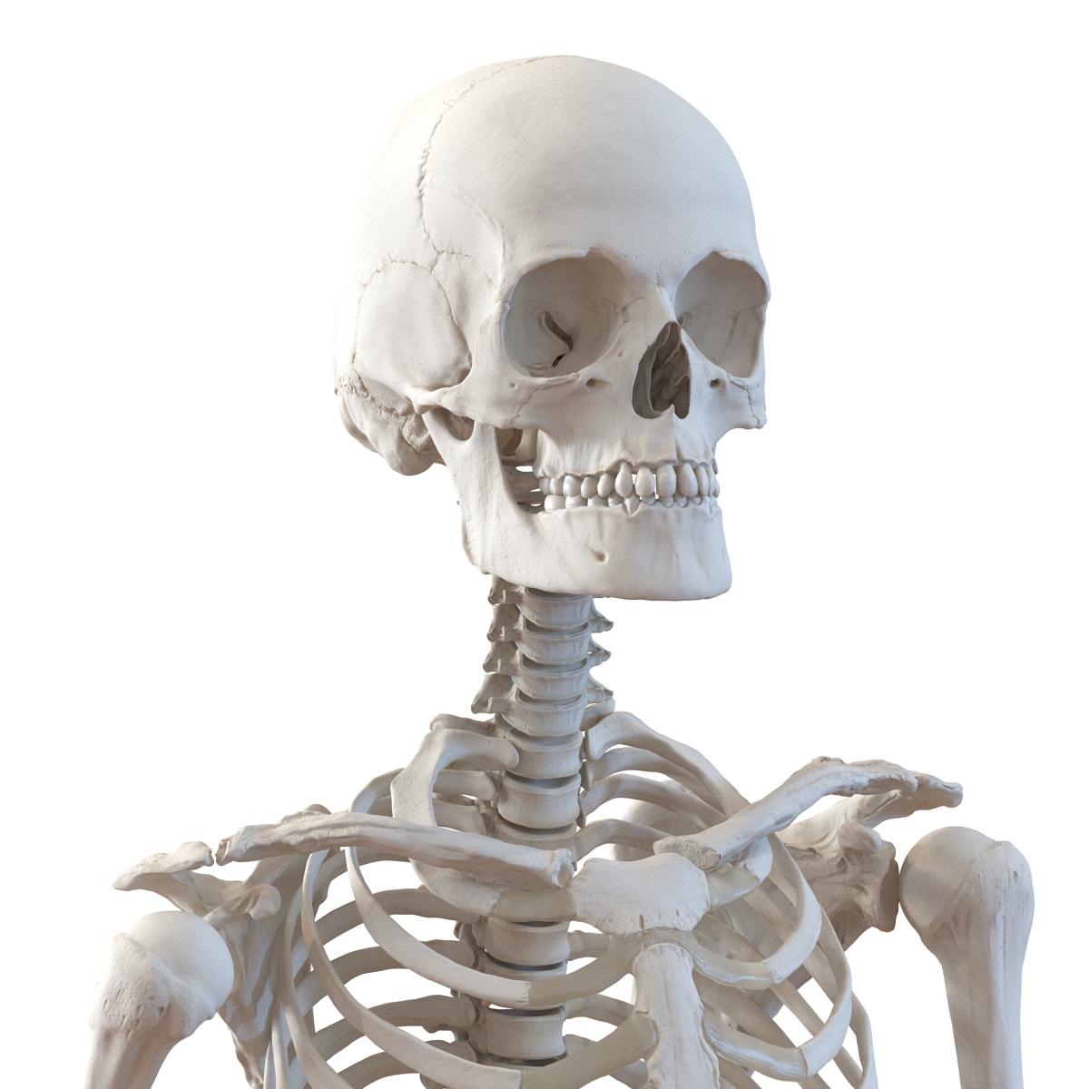 3D Human Female Skeleton Pose 3 model