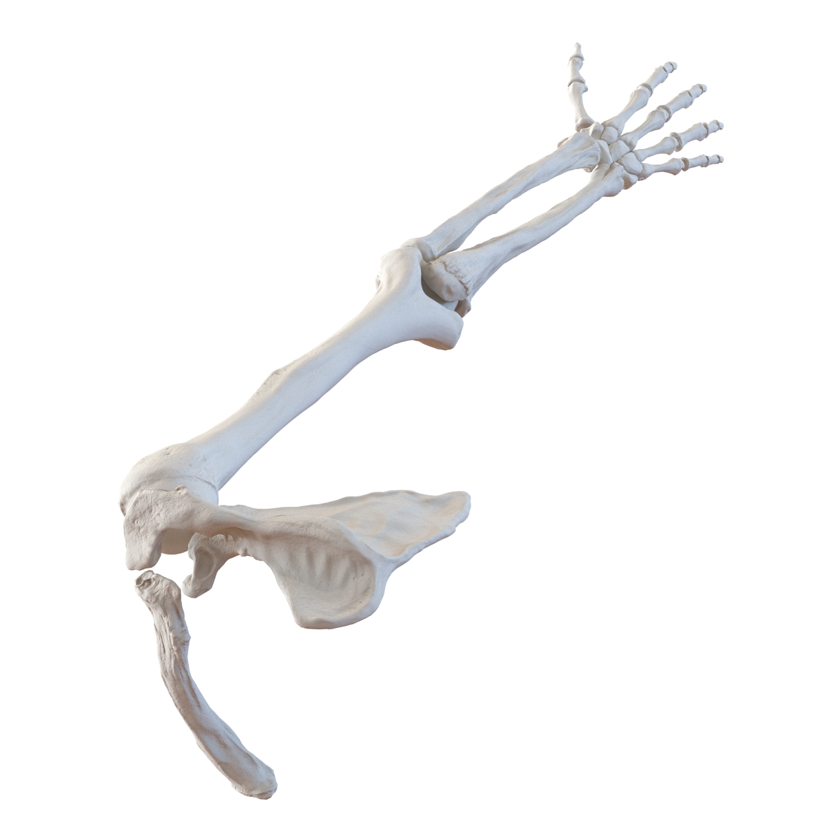 3D model Human Arm Bones