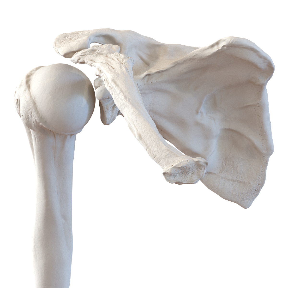 3D model Human Arm Bones