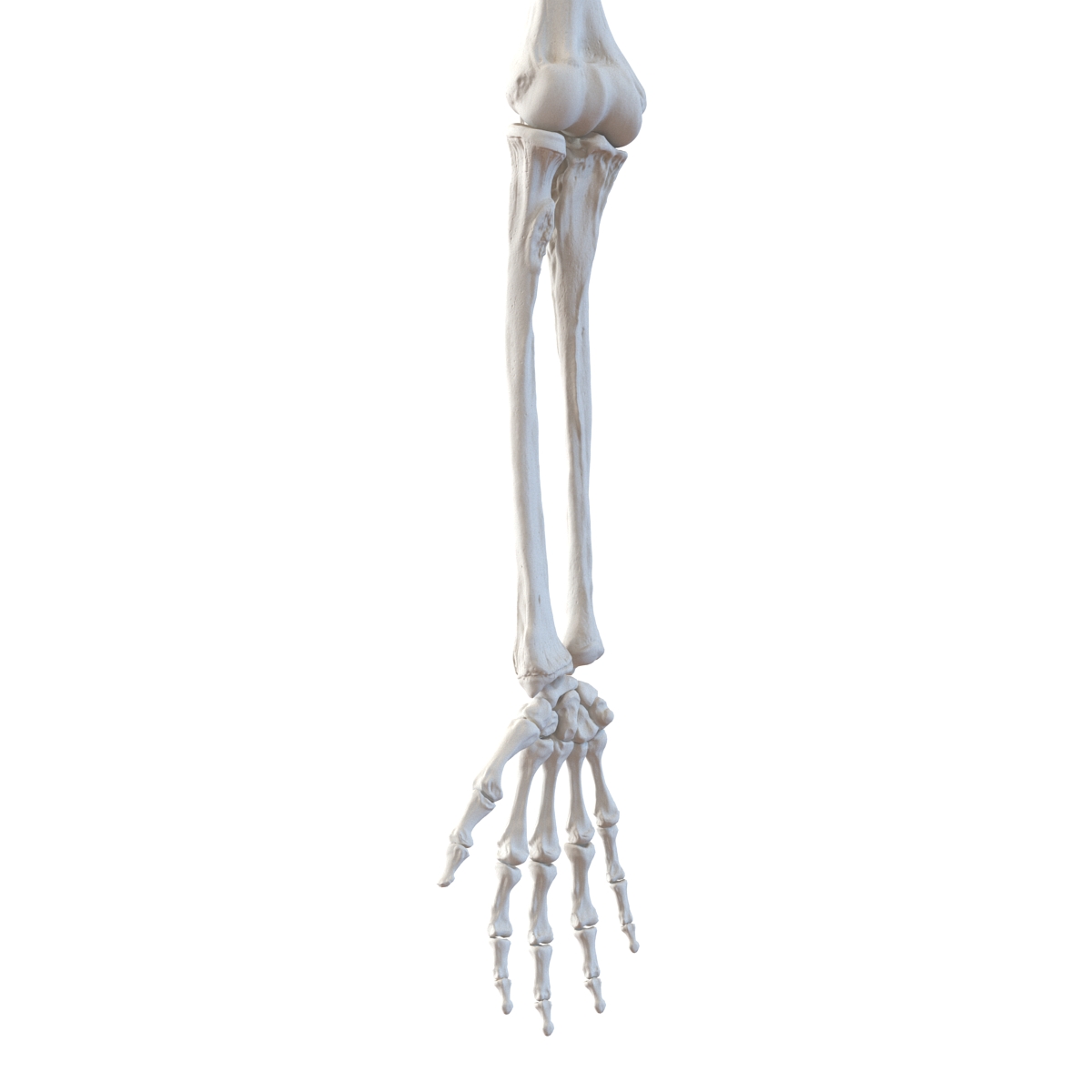 3D model Human Arm Bones