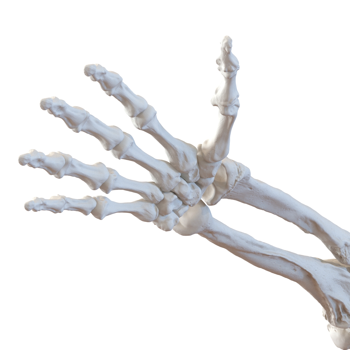 3D model Human Arm Bones