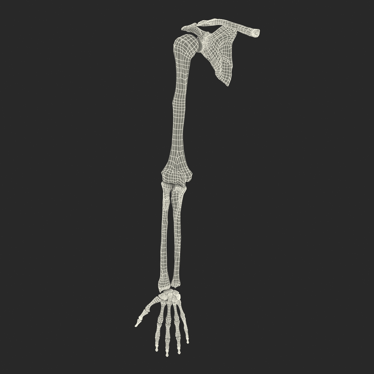 3D model Human Arm Bones