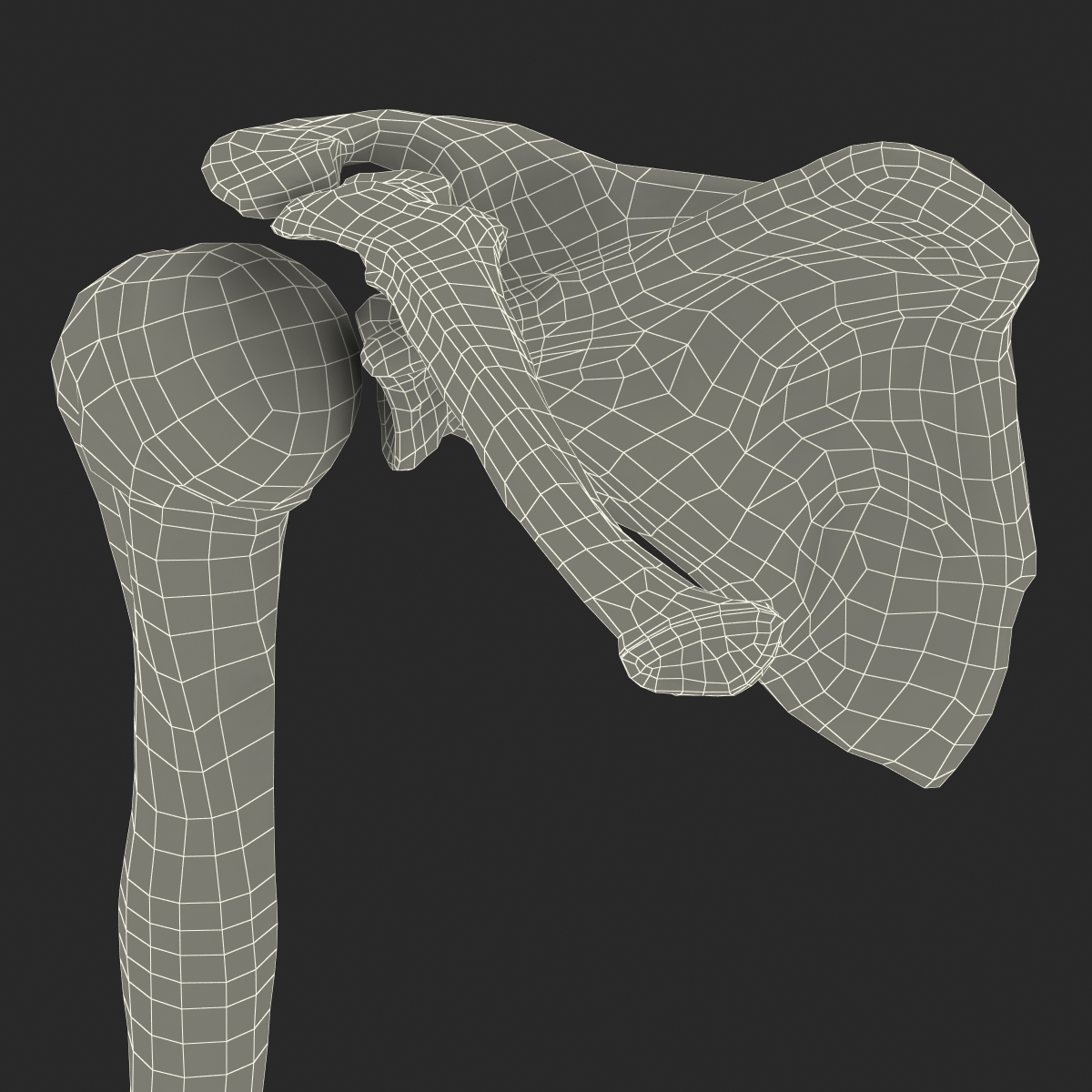 3D model Human Arm Bones