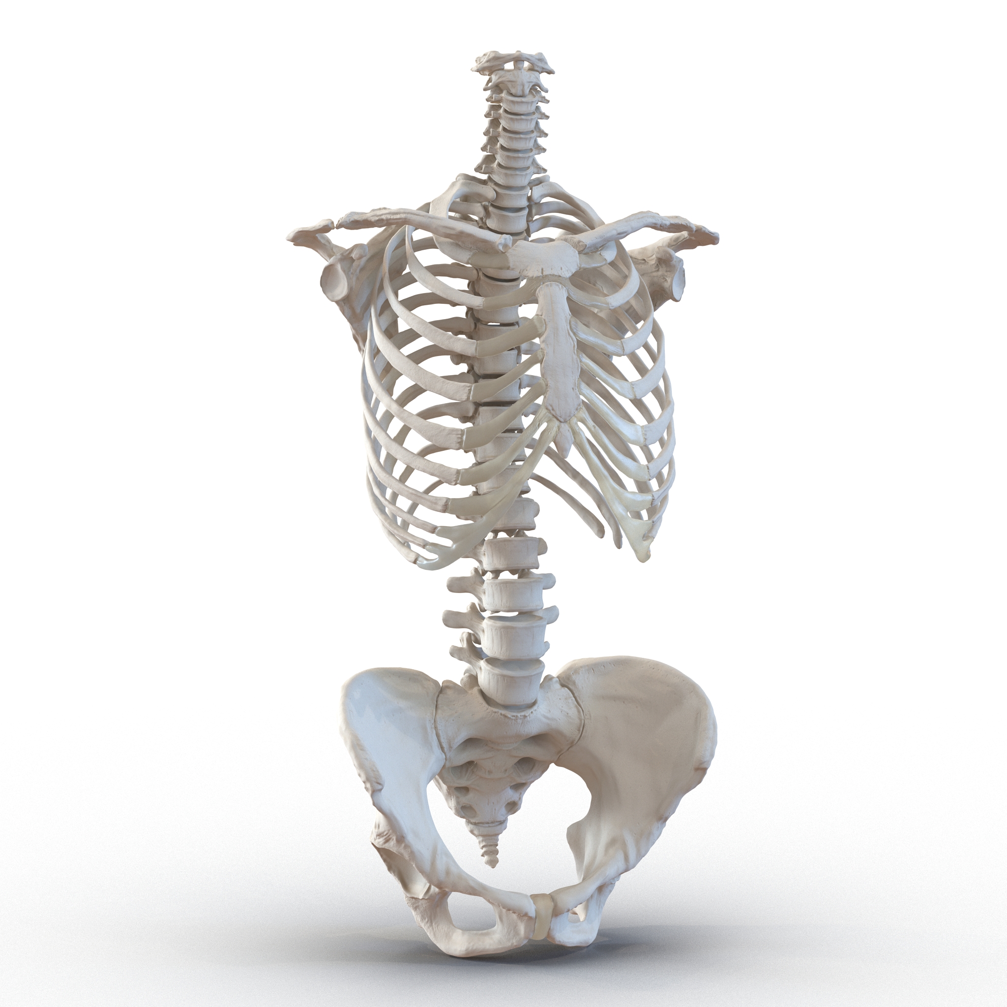 3D Female Torso Skeleton