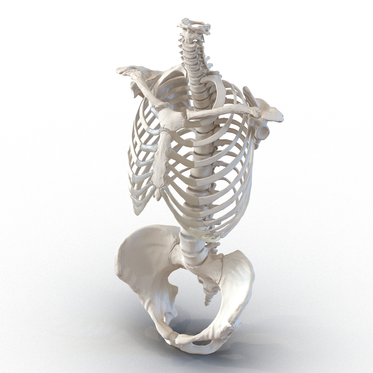 3D Female Torso Skeleton