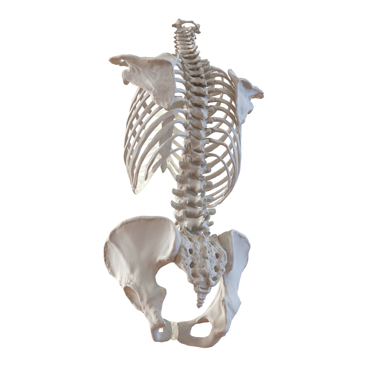 3D Female Torso Skeleton