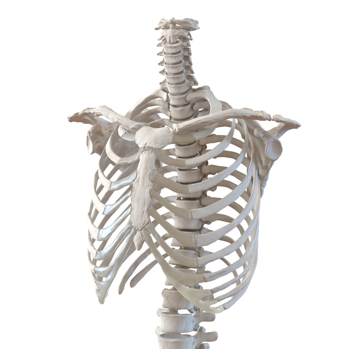 3D Female Torso Skeleton