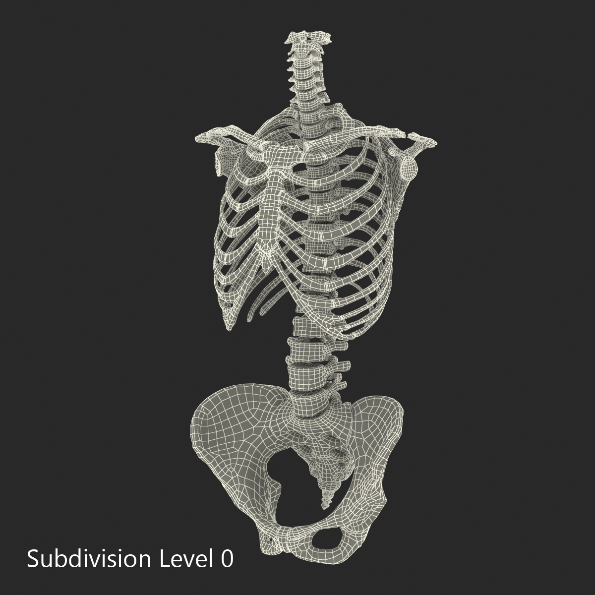 3D Female Torso Skeleton