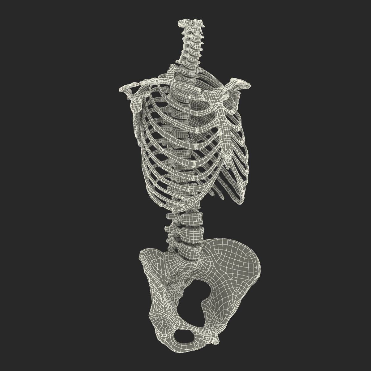 3D Female Torso Skeleton