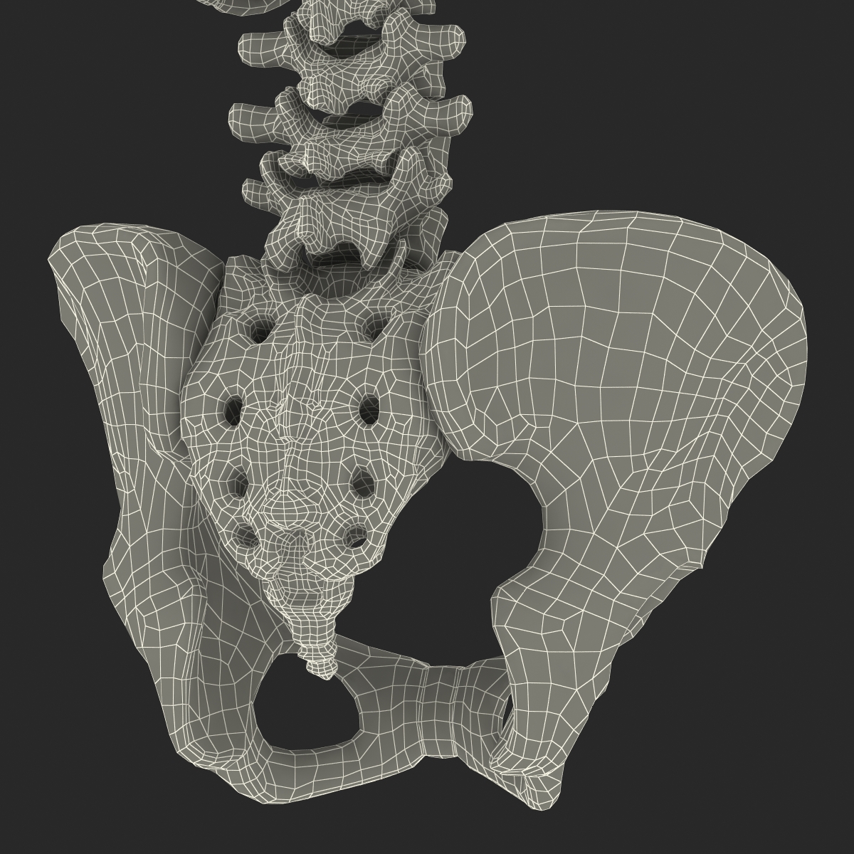 3D Female Torso Skeleton