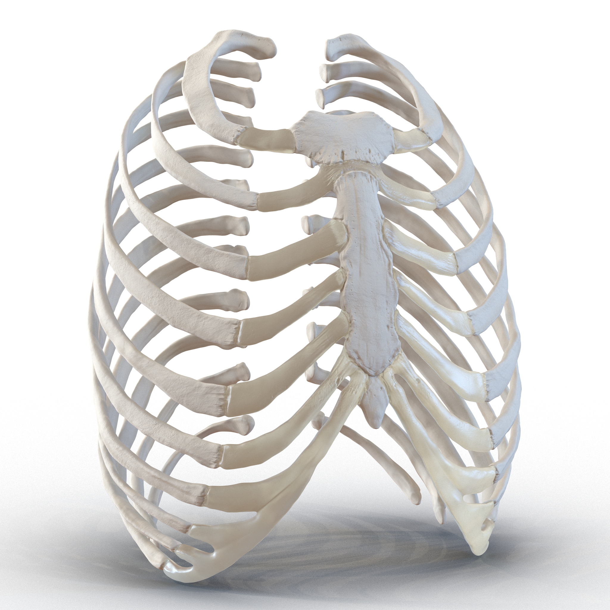 3D Female Ribcage Skeleton model