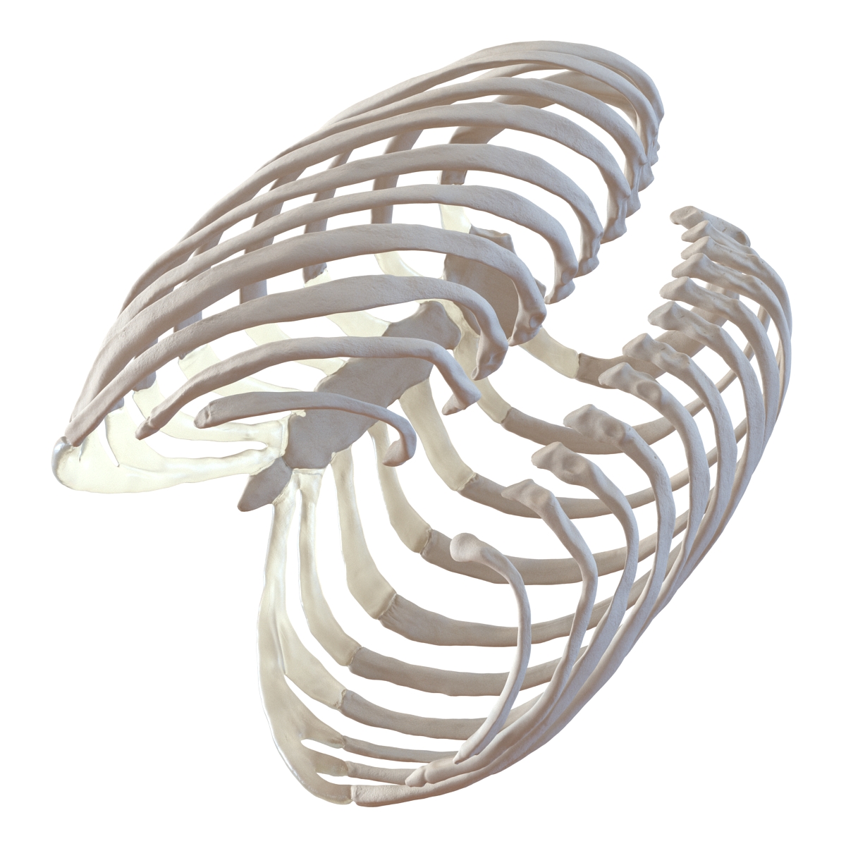 3D Female Ribcage Skeleton model