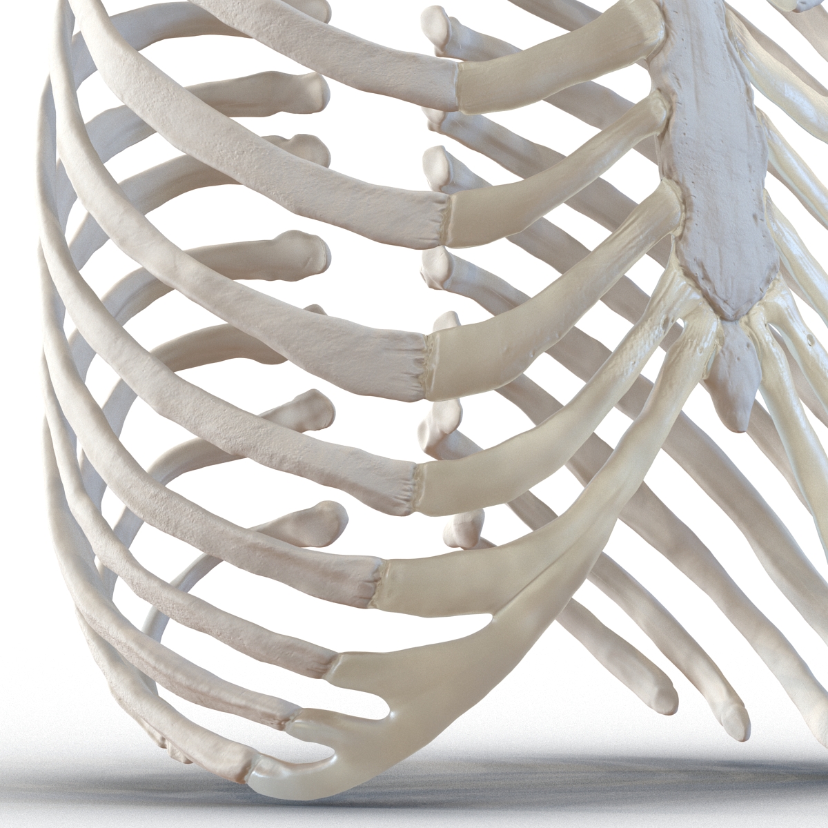 3D Female Ribcage Skeleton model