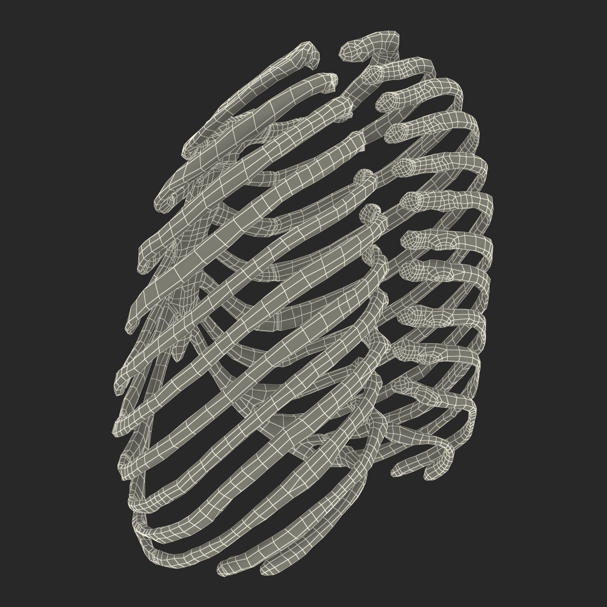 3D Female Ribcage Skeleton model