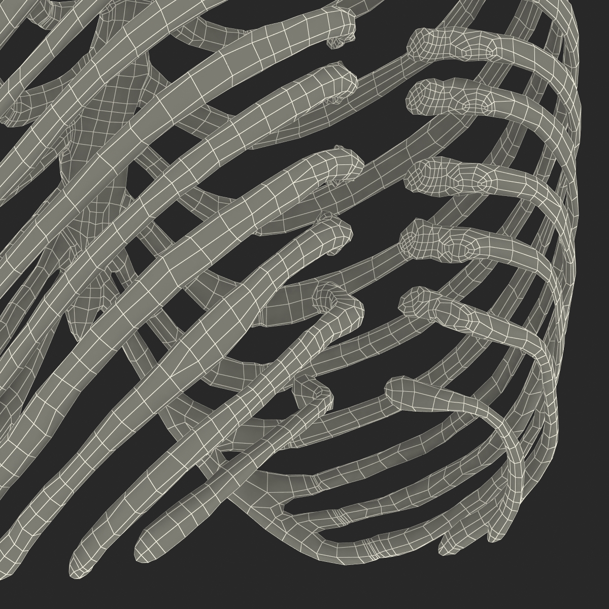 3D Female Ribcage Skeleton model